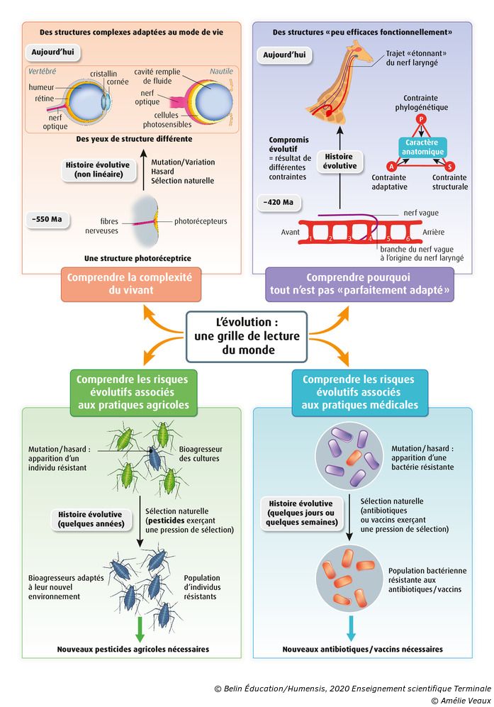 La Biodiversité Et Son évolution Terminale Enseignement Scientifique Exercice L'évolution comme grille de lecture du monde - Manuel numérique max Belin