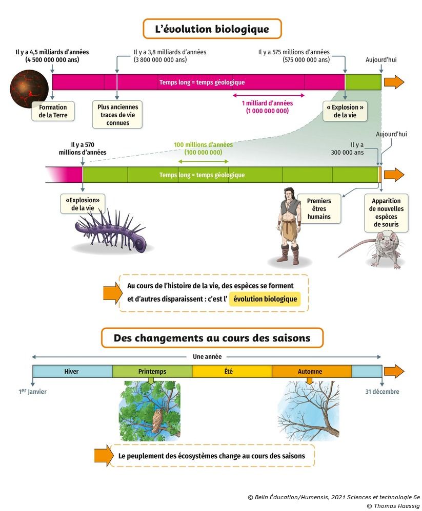Frise Chronologique De Lhistoire De La Terre Depuis Sa Formation Les changements de peuplement de la Terre au cours du temps - Manuel  numérique max Belin